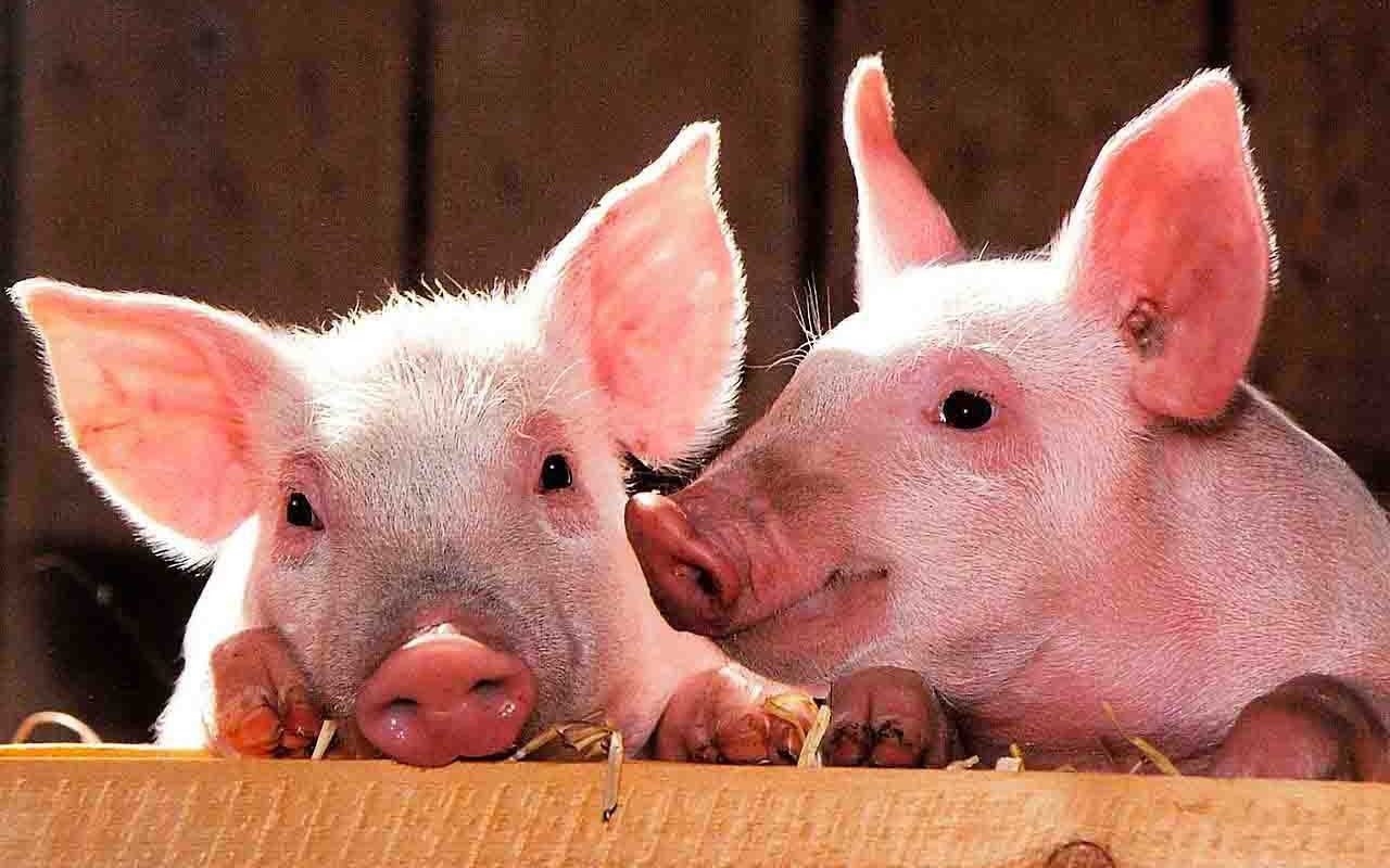 pigs-1507208_1280 pigs-1507208_1280